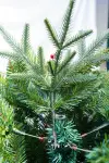 The 2025 new product features a high-end encrypted automatic tree with white PE and pointed PVC, making it a large home decorative Christmas tree Specification image